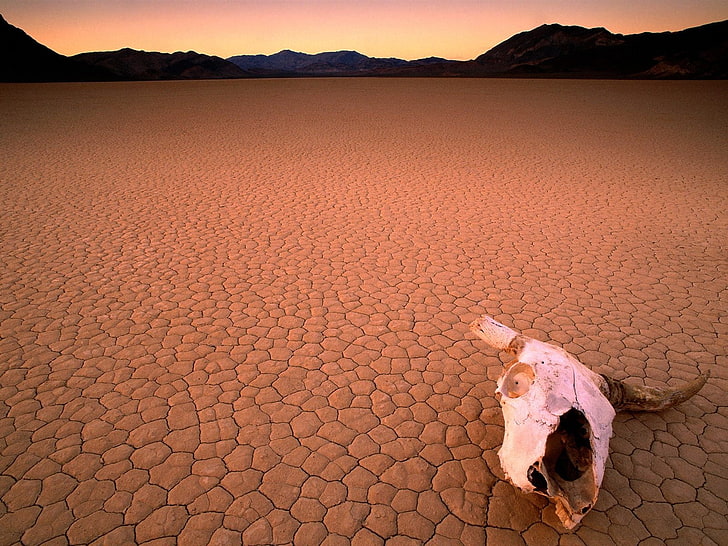 gehörnter Tierschädel, Wüste, Dürre, Schädel, Knochen, Kopf, HD-Hintergrundbild