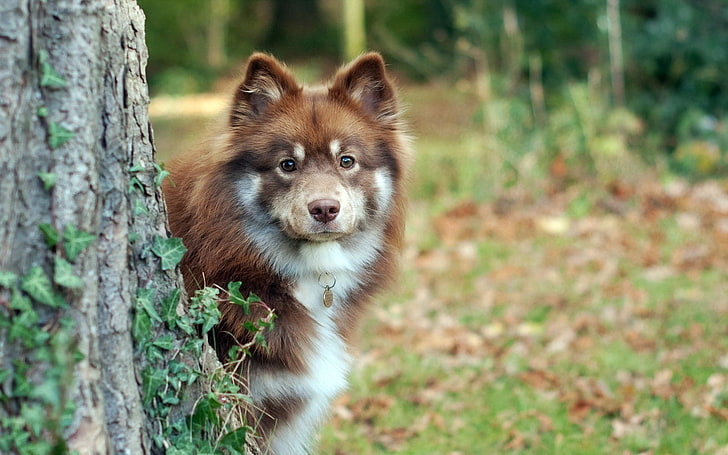 malamute อลาสก้าสีน้ำตาลและสีขาวผู้ใหญ่สุนัขต้นไม้หญ้ามองออกไป, วอลล์เปเปอร์ HD