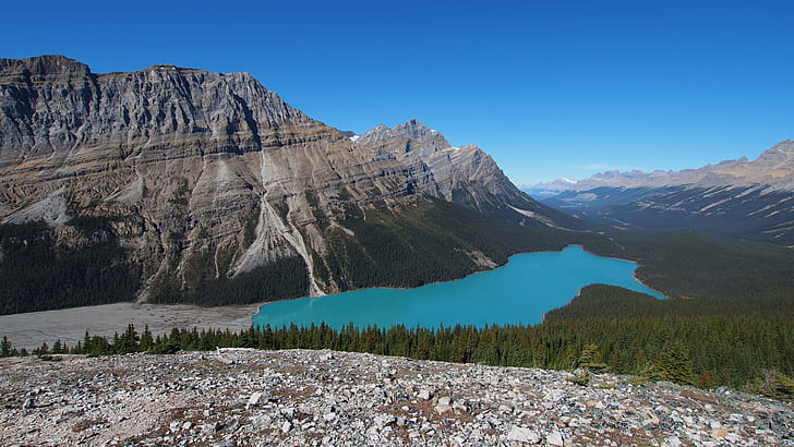 mountain near the body of water surrounded with green trees, peyto lake, peyto lake, Peyto Lake, Bow, Summit, Lookout  mountain, body of water, green, trees, banff  alberta, canada, canadian rockies, glacier, glacial lake, blue lake, icefields parkway, rocky mountains, nature, landscape, caldron peak, olympus, m5, blue sky, mountain, scenics, outdoors, lake, summer, mountain Peak, HD wallpaper