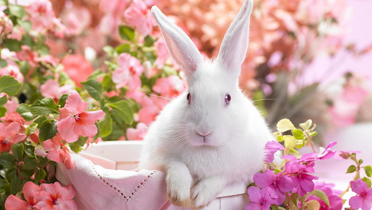 kanin, blommor, vår, påsk, kanin, vit kanin, HD tapet