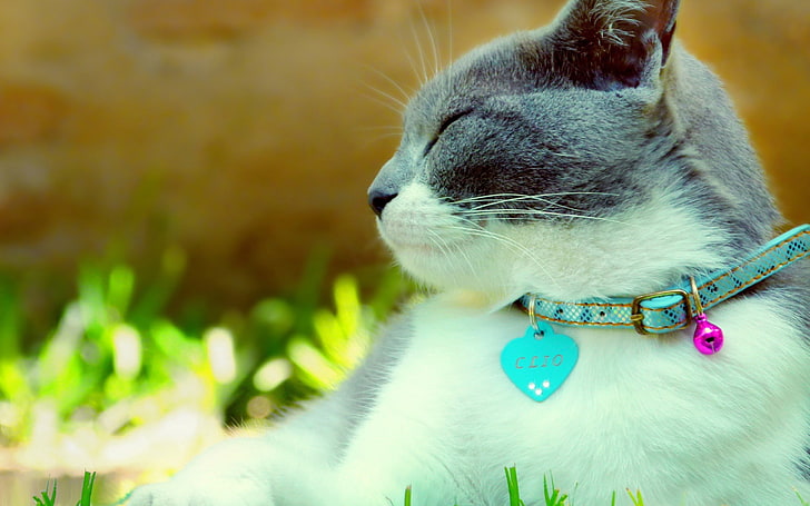 grey and white fur cat, cat, collar, dazzling, light, spotted, HD wallpaper