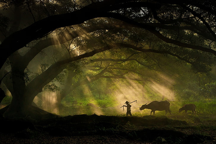 човек в конична шапка илюстрация, силует на човек и бивол близо до дърво през деня, слънчеви лъчи, гора, дървета, селски, животни, работници, листа, храсти, природа, пейзаж, HD тапет