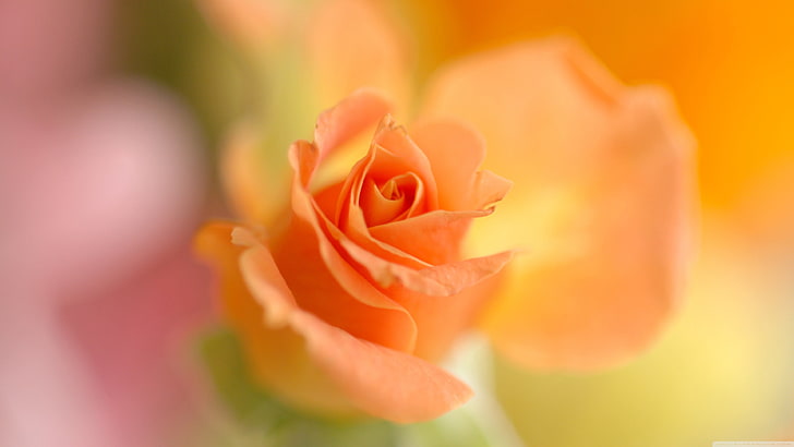 fleur rose jaune, gros plan, Fond d'écran HD