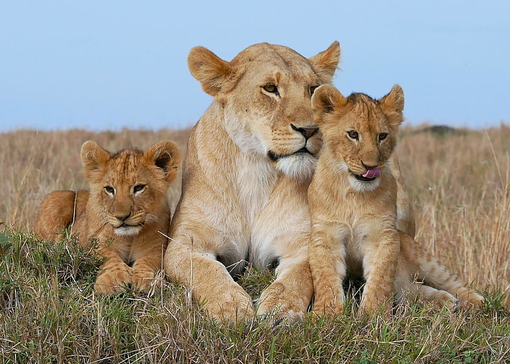 Leo, família, os filhotes, leoa, filhotes, HD papel de parede
