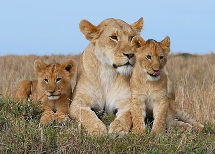 Leo, family, the cubs, lioness, cubs, HD wallpaper HD wallpaper
