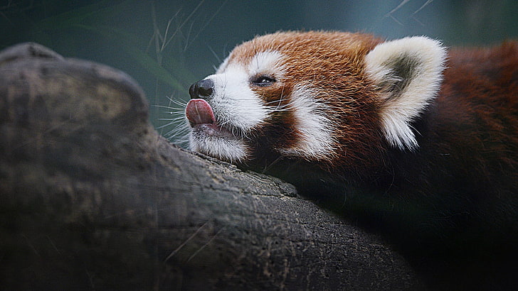 roter Panda, roter Panda, Panda, Natur, Tiere, HD-Hintergrundbild