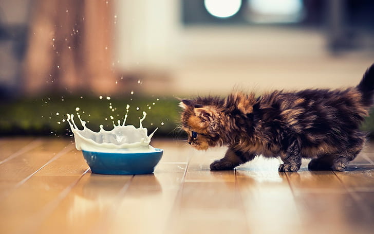 kittens ben torode cat animals milk splashes, HD wallpaper