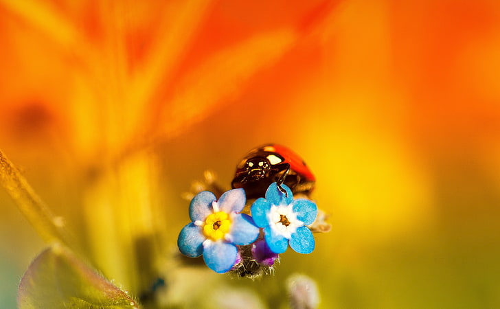 Sunset Bug, Animals, Insects, Flower, Beetle, Colors, Photography, Macro, Insect, Ladybug, Closeup, Vivid, Cute, ladybird, wildlife, fauna, flora, coccinellidae, Myosotis, forget-me-nots, ScorpionGrasses, forgetmenots, HD wallpaper