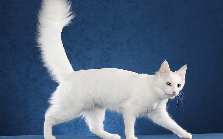Séance de photo de chat angora turc, chat blanc, chat angora turc, magnifique, blanc, Fond d'écran HD