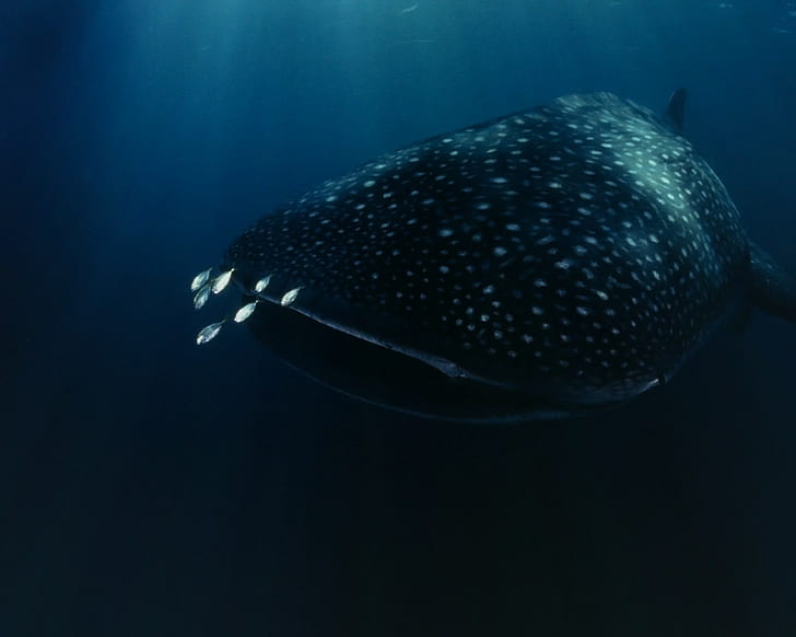 Tubarão baleia, HD papel de parede