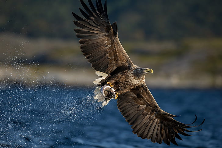 bird, Catch, eagle, Hawk, predator, Prey, Tailed, white, wings, HD wallpaper