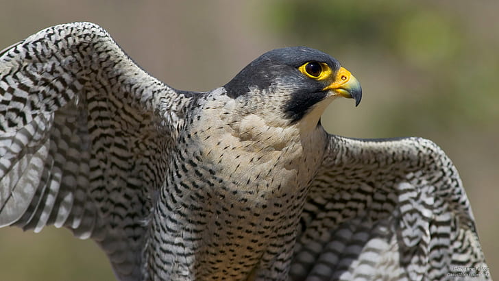 Peregrine Falcon, Birds, HD tapet