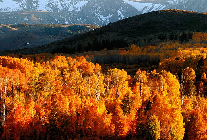 naturaleza, paisaje, otoño, hojas, bosque, nieve, colinas, Fondo de pantalla HD