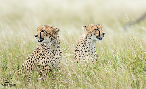 Koty Gepardy Trawa Zwierzęta Gepard Darmowe zdjęcia, koty, zwierzęta, gepardy, gepardy, trawa, obrazy, Tapety HD HD wallpaper