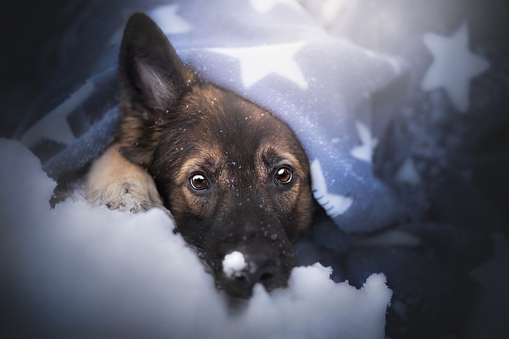 German shepherd puppy HD wallpapers free download | Wallpaperbetter