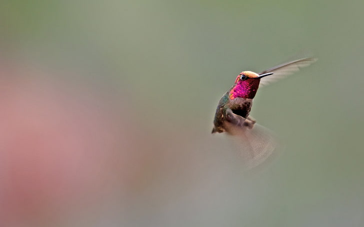 brązowy i fioletowy koliber, koliber, ptak, trzepotanie, skrzydła, Tapety HD