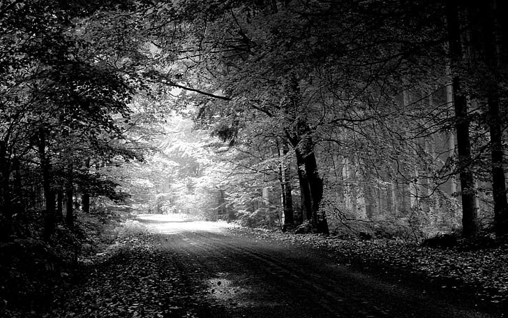 фотография, монохромен, гора, пътека, дървета, черен път, HD тапет