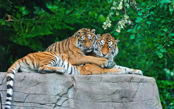 Семья тигров на валуне, кошки, большие дикие кошки, животные, тигры, HD обои