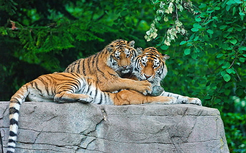 Tiger Family On A Boulder, chats, gros chats sauvages, animaux, tigres, Fond d'écran HD HD wallpaper