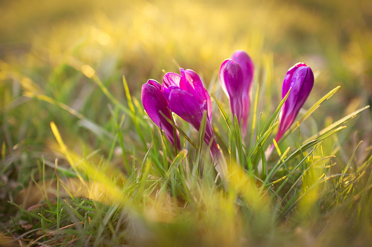 fiori di croco viola, piante, fiori, croco, natura, erba, luce solare, fiori viola, Sfondo HD