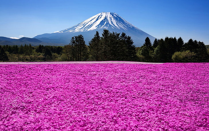 Fuji Dağı, Japonya, doğa, manzara, dağlar, ağaçlar, bulutlar, Fuji Dağı, Japonya, çiçekler, alan, pembe, HD masaüstü duvar kağıdı