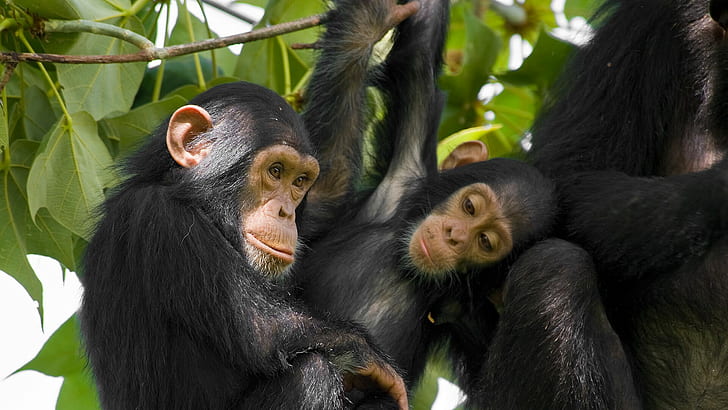 шимпанзе, HD обои