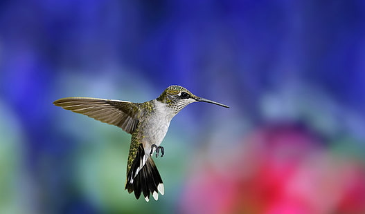 Hummingbird, HD, HD wallpaper HD wallpaper