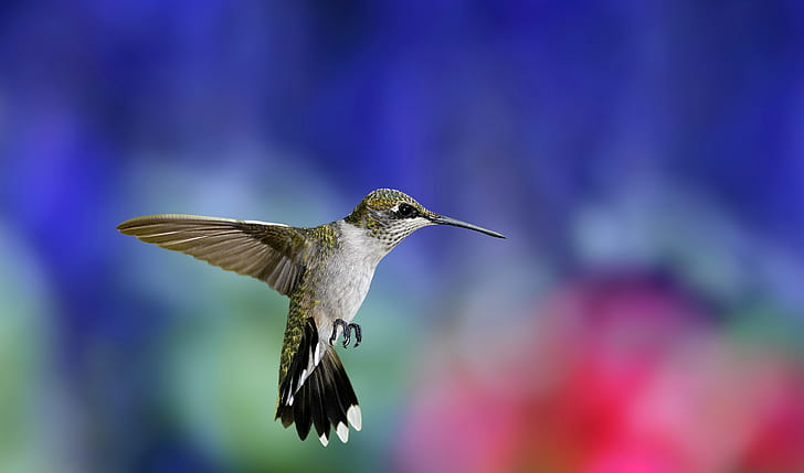 kolibri, HD tapet