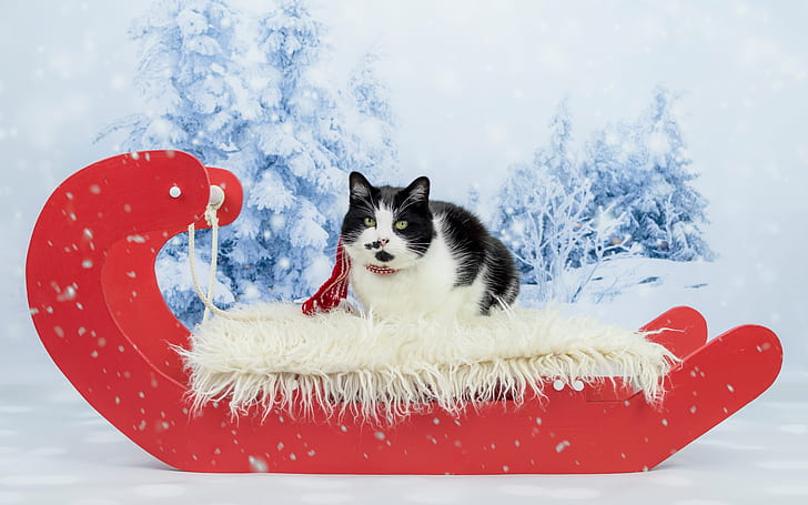 winter, forest, cat, look, snow, red, black and white, new year, portrait, Christmas, ate, spot, lies, fur, Santa, face, scarf, snowfall, funny, green-eyed, chubby, cat's tale, HD wallpaper