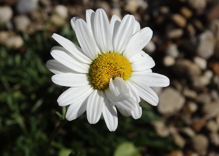 white and yellow flower, daisy, flower, petals, close-up, HD wallpaper