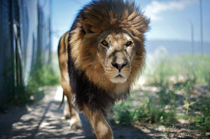 leão, animais selvagens, gato selvagem, HD papel de parede
