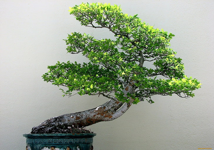 bonsai, tanaman, pohon, alam, Wallpaper HD
