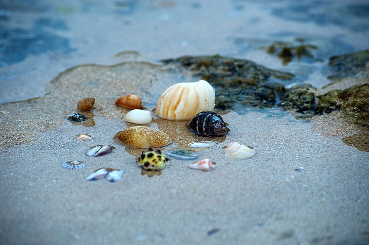 beach, ocean, sand, sea, seashell, seashore, seaside, shell, shellfish, shells, shore, water, HD wallpaper
