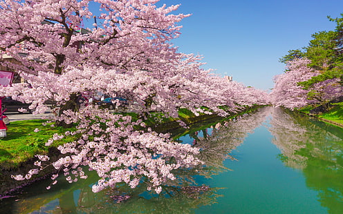 Wiśniowe drzewo róża kwiaty zielona rzeka Kawazu miasto w japonii Shizuoka tapeta na pulpit Hd do telefonów komórkowych i laptopów Hd 2560 × 1600, Tapety HD HD wallpaper