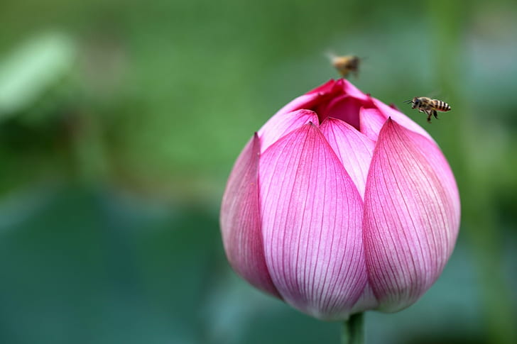 pink flower bud surrounded by two bees, lotus, lotus, nature, plant, flower, pink Color, petal, flower Head, beauty In Nature, HD wallpaper