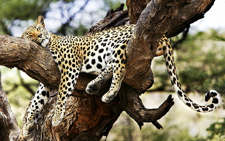 Śpiący gepard, dorosły lampart, zwierzęta, lampart, sen, gepard, Tapety HD