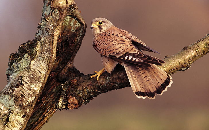 Falco, piume marroni, ramo di un albero, Falco, marrone, piume, albero, ramo, Sfondo HD