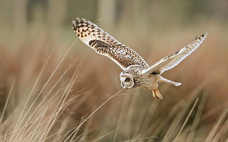 Owl flight, Bird, owl, flight, HD wallpaper