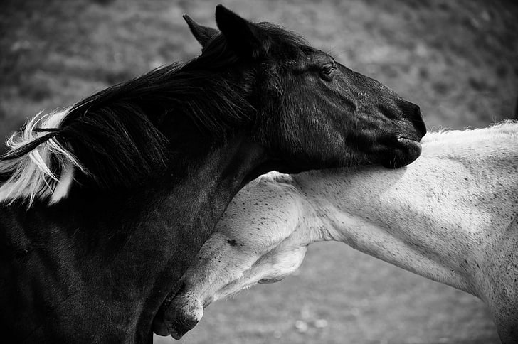 Two horses, love, horse, black and white photo, HD wallpaper |  Wallpaperbetter