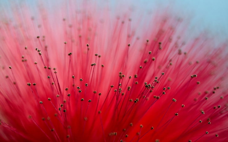 grunt fokusfotografering av röd blomma, Calliandra, makro, blommor, rosa blommor, växter, HD tapet