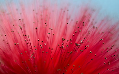 grunt fokusfotografering av röd blomma, Calliandra, makro, blommor, rosa blommor, växter, HD tapet HD wallpaper
