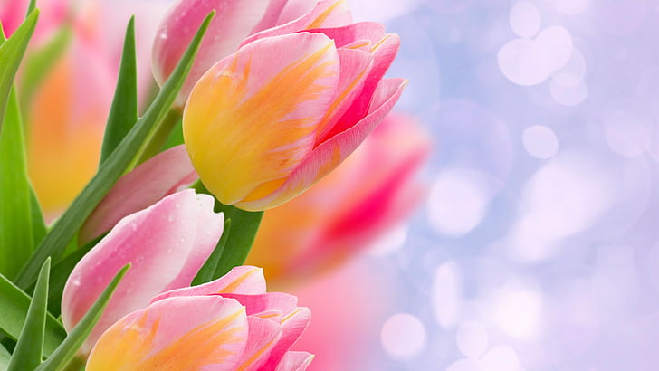 tulip, bouquet, spring, flower, blossom, plant, floral, tulips, flowers, bloom, petal, garden, leaf, bud, season, color, flora, blooming, stem, summer, colorful, pink, day, petals, bright, gift, vibrant, field, april, seasonal, grass, freshness, plants, decoration, fresh, march, yellow, fragility, natural, love, HD wallpaper