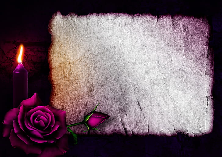 Photography, Still Life, Candle, Purple, Rose, HD wallpaper