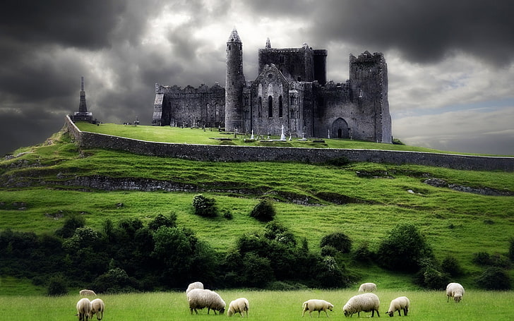 Irlande, cathédrale, ruines, abandonnés, moutons, ciel couvert, Fond d'écran HD