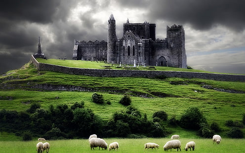 أيرلندا، كاتدرائية، أطلال، مهجورة، خراف، ملبدة بالغيوم، خلفية HD HD wallpaper