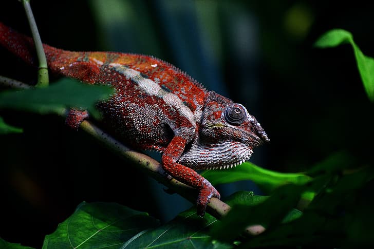 Zoo, lizards, chameleons, HD wallpaper