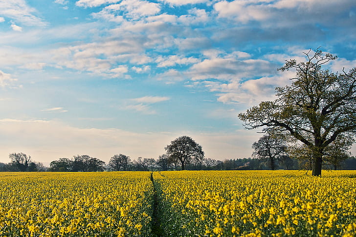 yellow flower field and green trees, Field, flower, Rapeseed, Colors, Trees, Sky  Blue, Yellow  Green, St Albans, Morning, Sony  A700, Windy, spot, HSS, Slider, Sunday, Oil, nature, agriculture, yellow, oilseed Rape, rural Scene, sky, landscape, summer, farm, outdoors, blue, canola, springtime, HD wallpaper