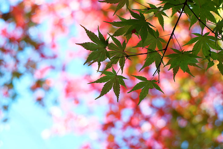 folha de cannabis verde, folhas, bordo, brilho, ramo, árvore, verão, HD papel de parede