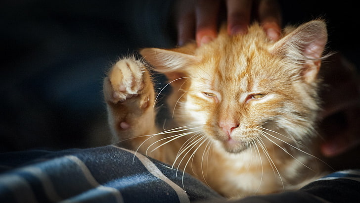pomarańczowy pręgowany kot, kot, rudy, futrzany, śpiący, Tapety HD