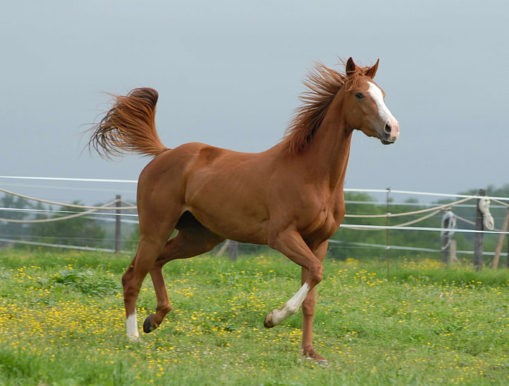 animal, marrón, equino, caballo, yegua, naturaleza, pradera, pre, Fondo de pantalla HD